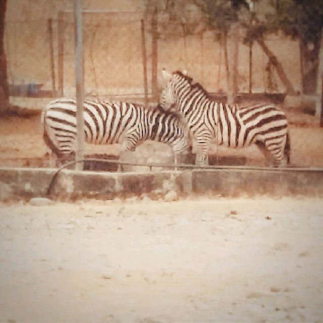 Baluarte Mini Zoo and Safari 