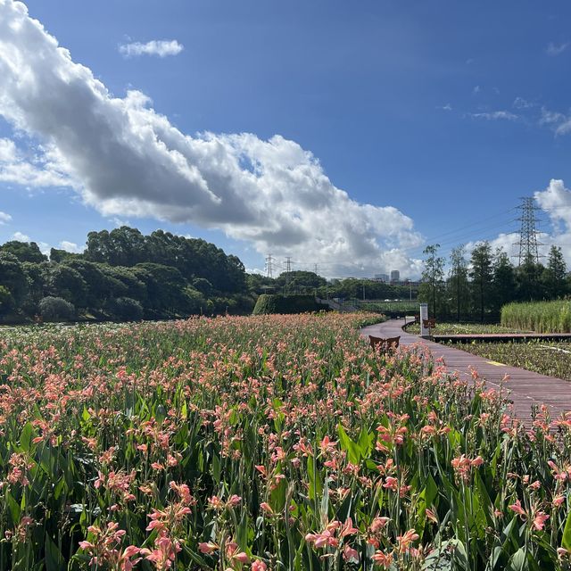 打卡深圳觀瀾濕地公園