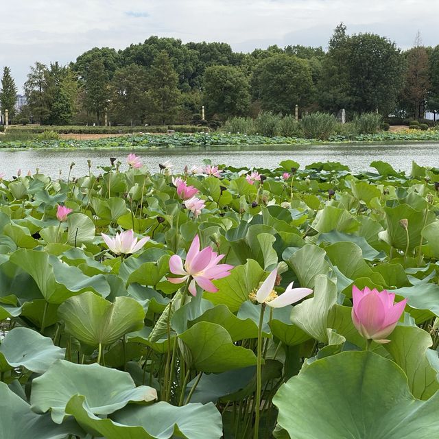 Linghu Lake Scenic Spot, Simply Beautiful 