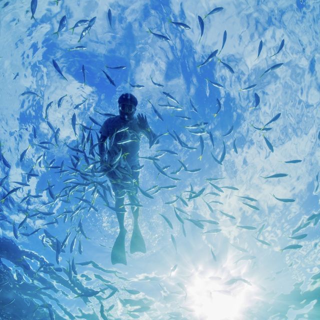 西太平洋的水下攝影