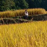 Golden Rice Terraces Oujia Village, Taibao Town, Lianshan, Yao Autonomous County, Qingyuan