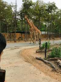 Chiang Mai's best place to take your kids for a walk 📣📣📣 Chiang Mai Night Safari