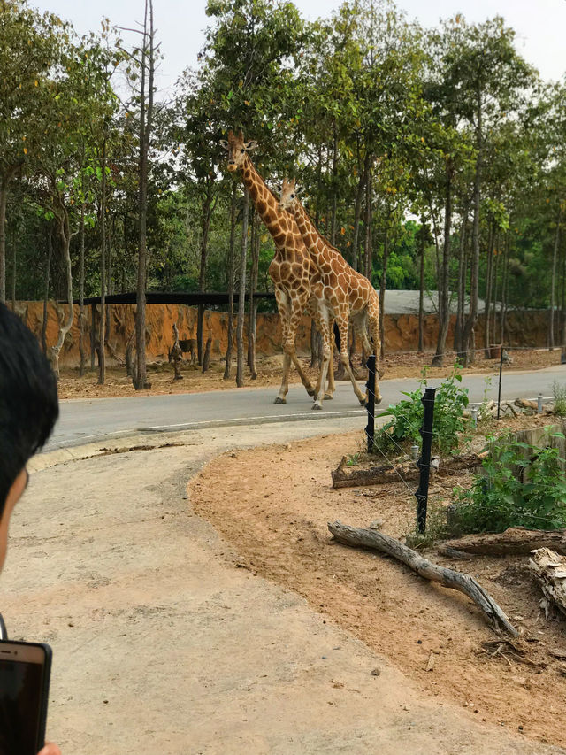 Chiang Mai's best place to take your kids for a walk 📣📣📣 Chiang Mai Night Safari