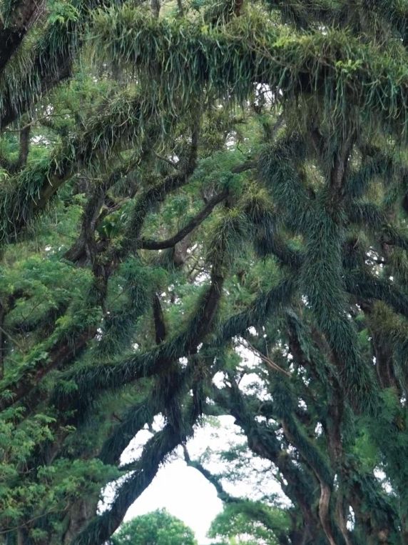 Went to Java and found the real-life "Lord of the Rings" forest.