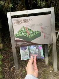 Malaysia's "The Wizard of Oz" - Kinabalu Moss Forest