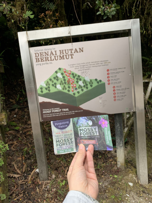 Malaysia's "The Wizard of Oz" - Kinabalu Moss Forest