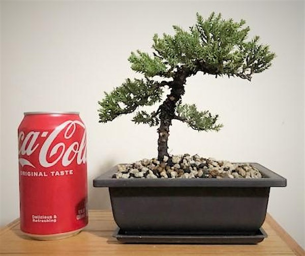 Bonsai Tree class at The Vineyard at Hershey | The Vineyard at Hershey