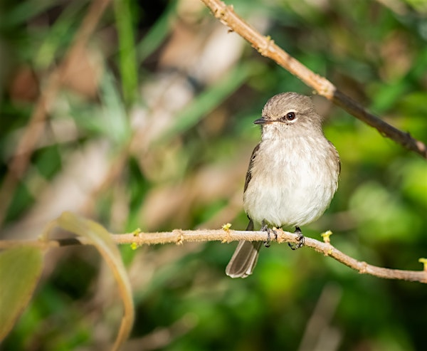 Birding at Burden July 2025 | LSU AgCenter Botanic Gardens at Burden
