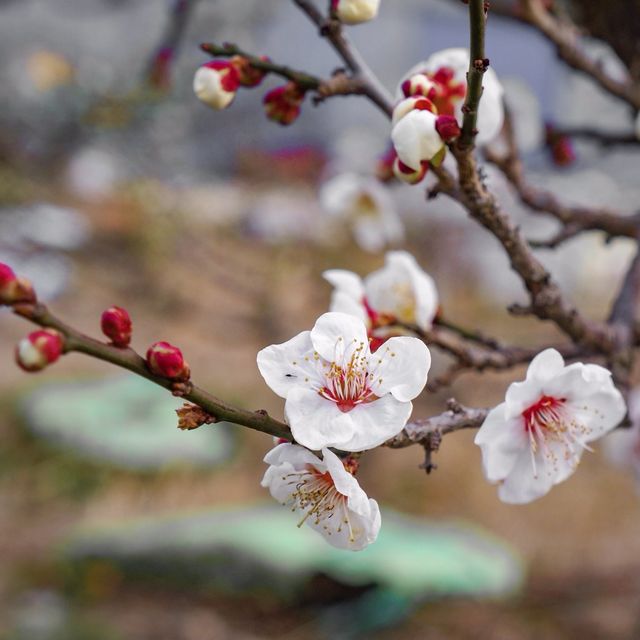 알쓸신잡2 진도 여행의 그 곳, 운림산방☁️