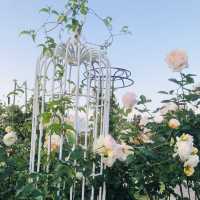 2022春季玫瑰展🌹🌷💐盛開季節@台北玫瑰園