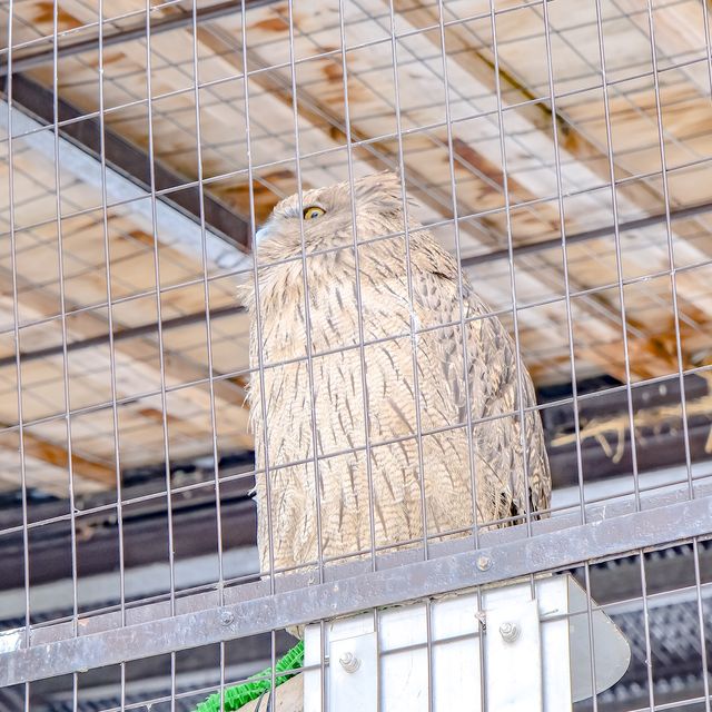 冬の円山動物園・猛禽舎