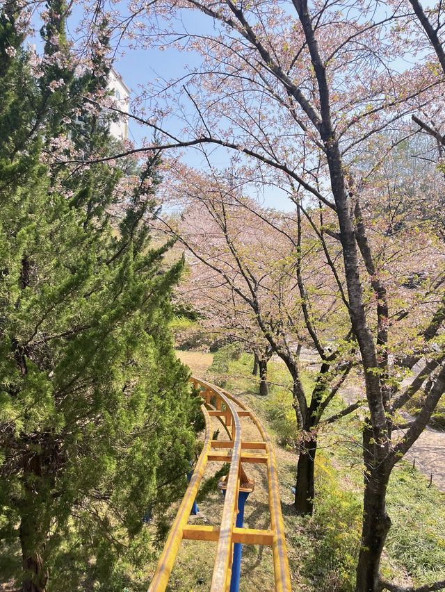 중외공원, 벚꽃도 봄나들이도 최고 🌸