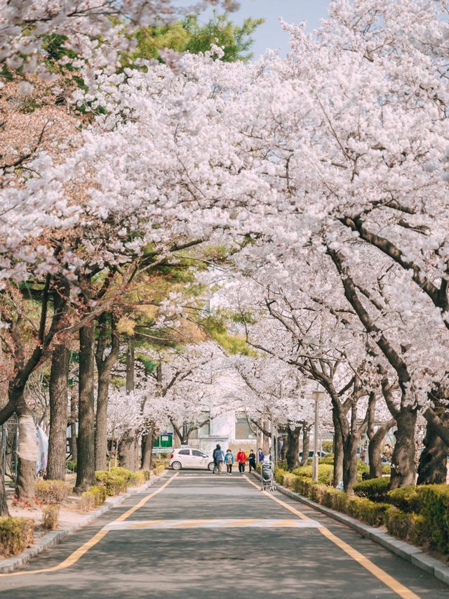 벚꽃 명소 정독도서관💜