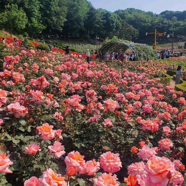 부천 도당산 백만송이 장미축제🌹