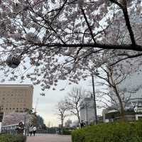 汽車道で海辺散歩！赤レンガマリンウォークハンマーヘッドもすぐ