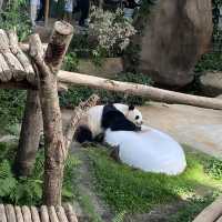 Cute Panda in Zoo Negara