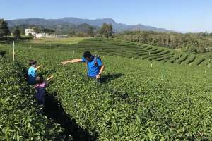泰緬邊境最大的茶園🍵