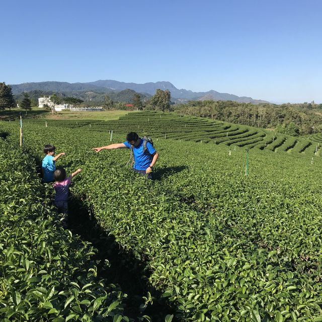 泰緬邊境最大的茶園🍵