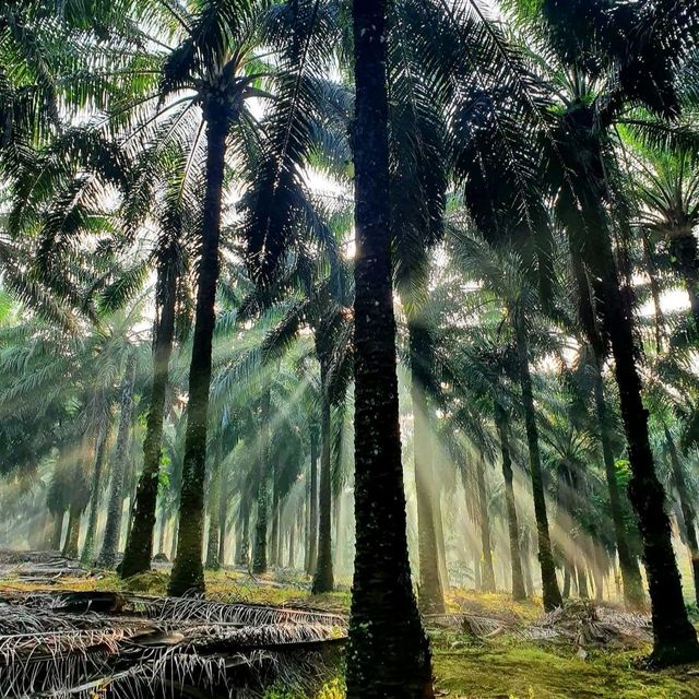 Exploring The National Park Of Rompin