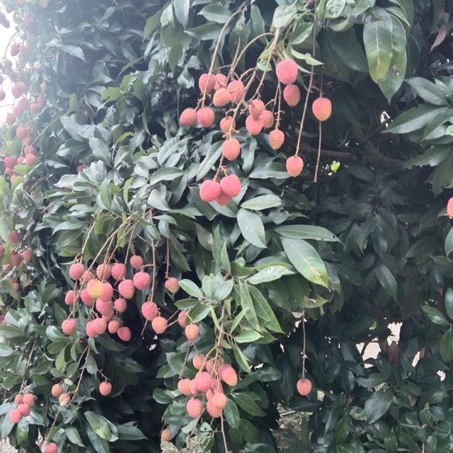 lychee garden in Bangladesh 