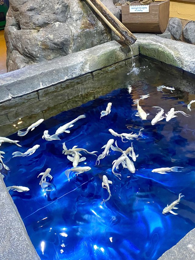 물 속 세상을 만날 수 있는 곳,”코엑스 아쿠아리움”🐟