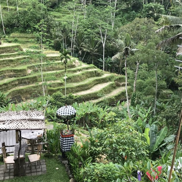 Most Charming Green Scenery in Ubud