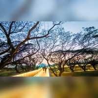 สวนป่า กลางกรุง