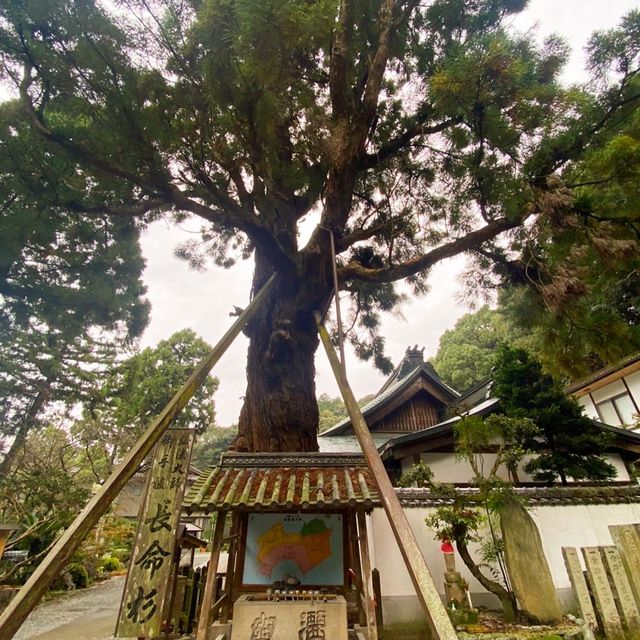 日本極樂寺與長命杉