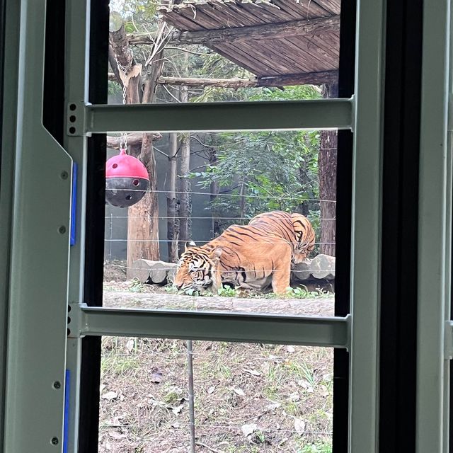맹수 친구들이 눈앞에..!!! 에버랜드 사파리월드🐅