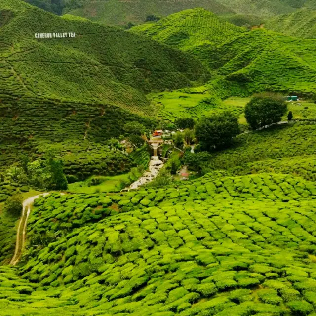 Cameron Highlands best cold place 🏞️