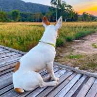 ภูเรือ เรือนไม้ รีสอร์ท ที่พักบรรยากาศดี วิวทุ่งนา