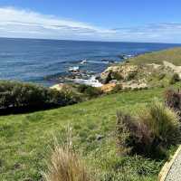 NZ 紐西蘭 南島 卡提奇燈塔 Katiki Point Lighthouse