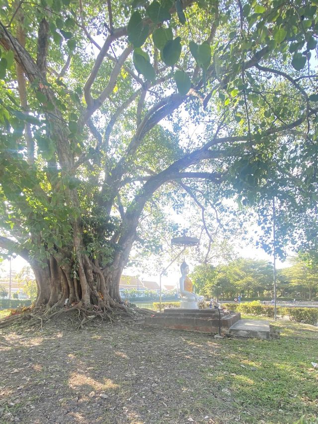 ต้นพระศรีมหาโพธิ | วัดพระศรีมหาธาตุ|กรุงเทพมหานคร