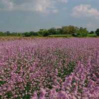 ปลายนา ฟลาวเวอร์ ภูเวียง