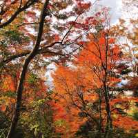 絶景紅葉と日本の歴史を感じる旅！奈良公園と若草山