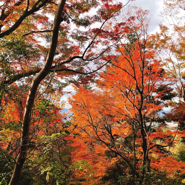 絶景紅葉と日本の歴史を感じる旅！奈良公園と若草山