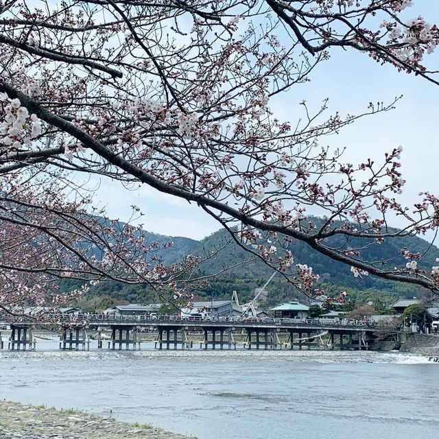 京都｜嵐山保津川櫻花