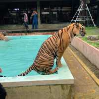 🐯Tiger Kingdom Phuket,Thailand 🇹🇭