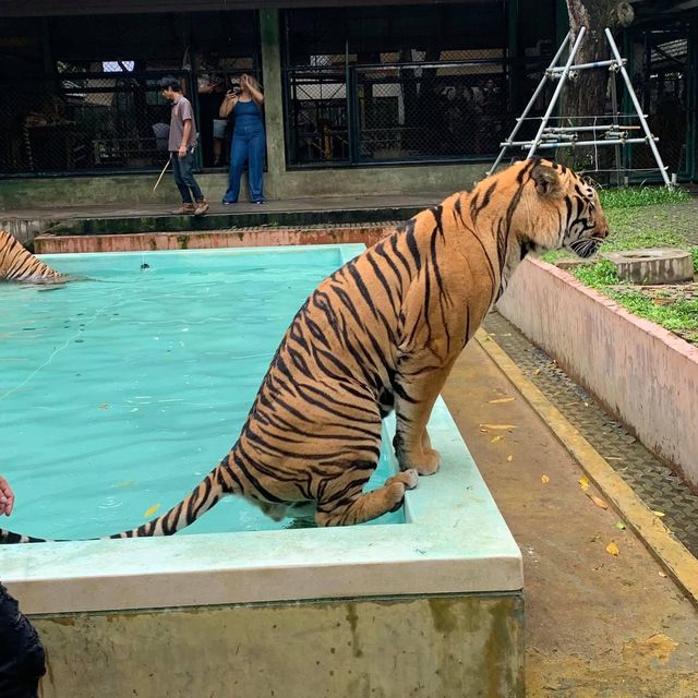 🐯Tiger Kingdom Phuket,Thailand 🇹🇭