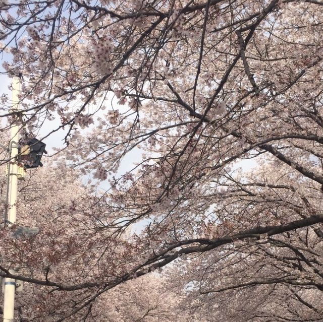 벚꽃은 경화역이 최고