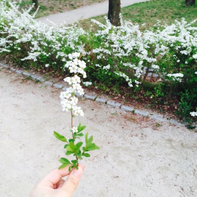 봄 피크닉 벚꽃명소 '선유도공원'