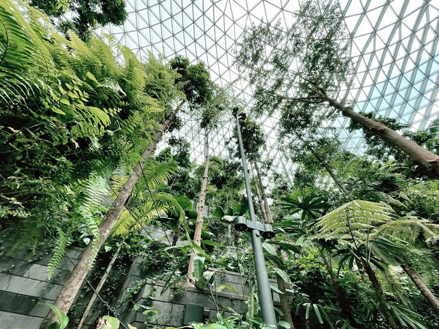 Forest garden trail within Jewel Changi