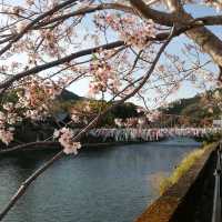 [佐賀]春の風物詩🌸鯉のぼり🎏泳ぐ「川上狭」