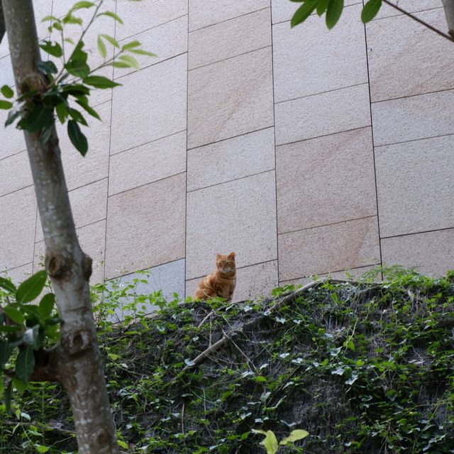 港島區海上長廊