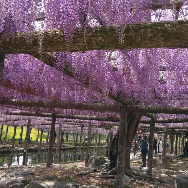 東洋一の藤棚