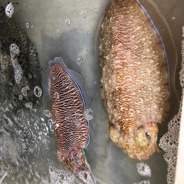 泰國｜布吉海鮮🦞市場