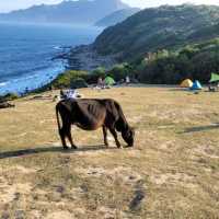 Grass Island in Tai po