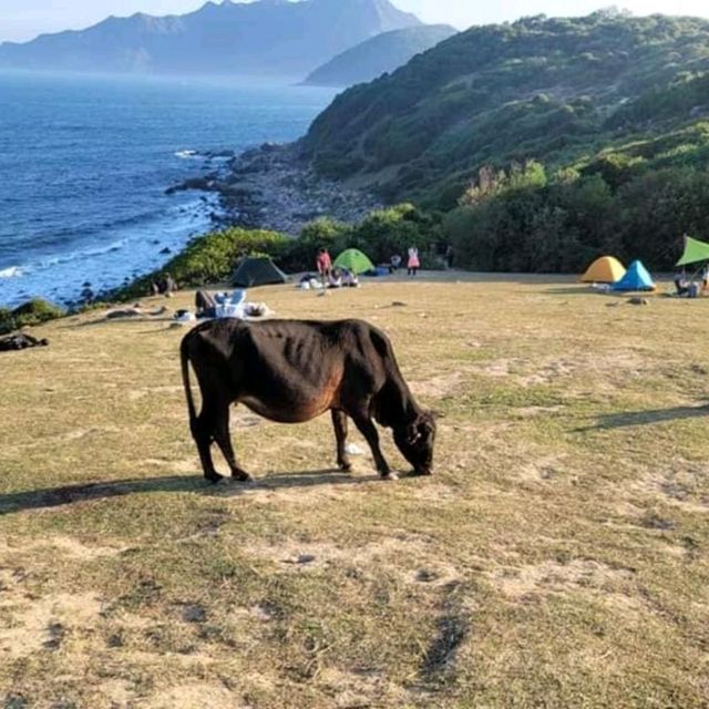 Grass Island in Tai po