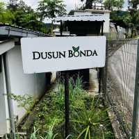 Dusun Bonda, Batang Kali 🥰✨