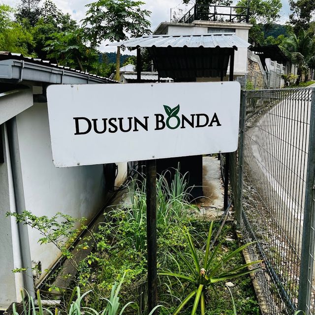 Dusun Bonda, Batang Kali 🥰✨